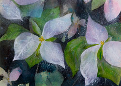 Watercolor painting White Trilliums in the spring