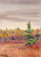 watercolor Sugog Morning